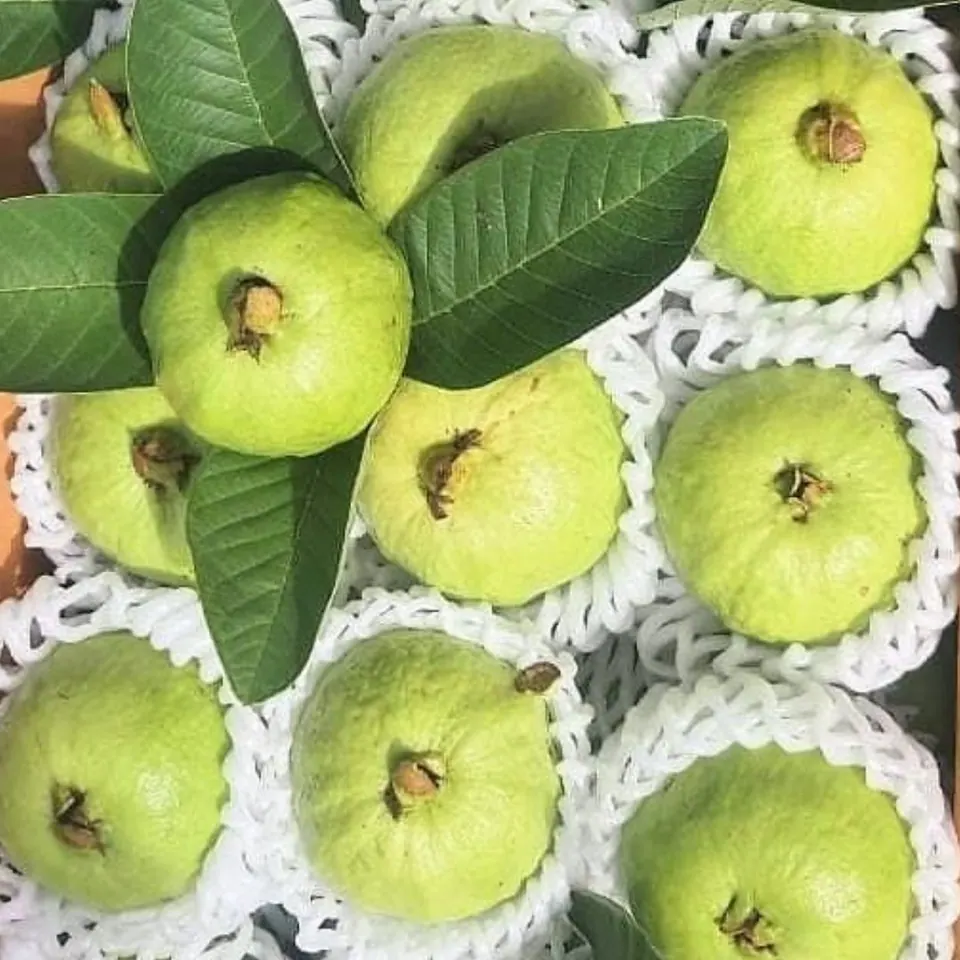 Guava, Coconut and Seasonal Fruits Guava
