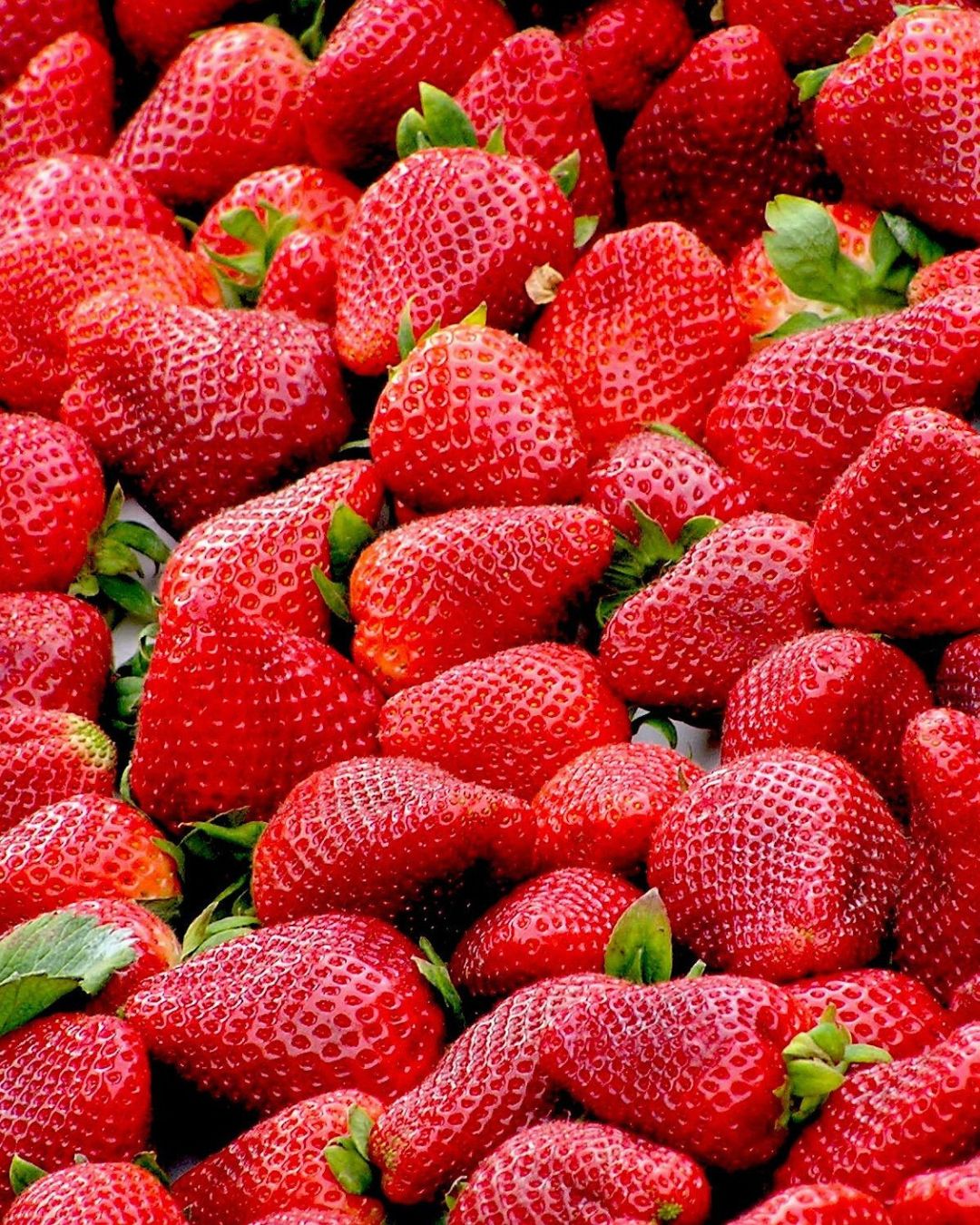 export quality strawberry all stacked together on top of each other the screen is filled with juicy red strawberries