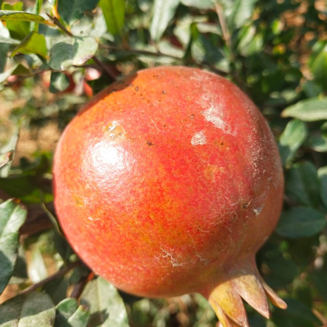 pomegranate exporters in india captured the picture of the pomegranate hanging in the tree with a close shot
